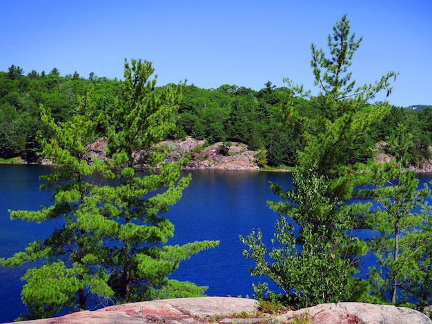Foto schilderachtig uitzicht op het meer in het bos tegen een heldere blauwe hemel