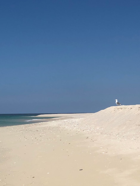 Foto schilderachtig uitzicht op het strand tegen een heldere blauwe lucht