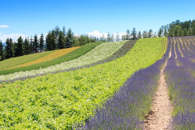 Schilderachtig uitzicht op het veld tegen de blauwe hemel