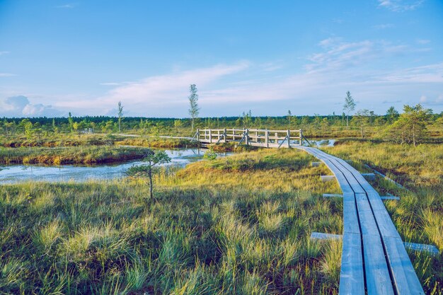 Foto schilderachtig uitzicht op het veld tegen de blauwe hemel