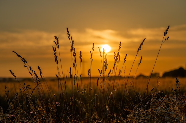 Foto schilderachtig uitzicht op het veld tegen de hemel bij zonsondergang