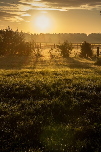 Foto schilderachtig uitzicht op het veld tegen de hemel bij zonsondergang