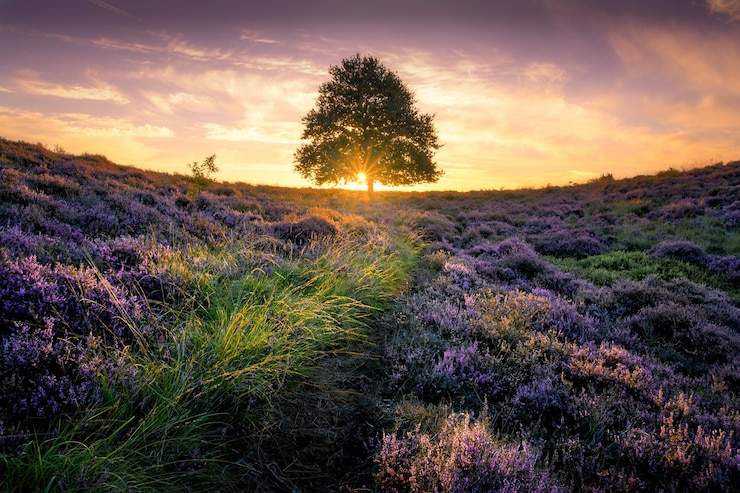 Foto schilderachtig uitzicht op het veld tegen de hemel bij zonsondergang