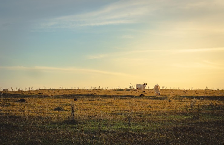Foto schilderachtig uitzicht op het veld tegen de hemel bij zonsondergang
