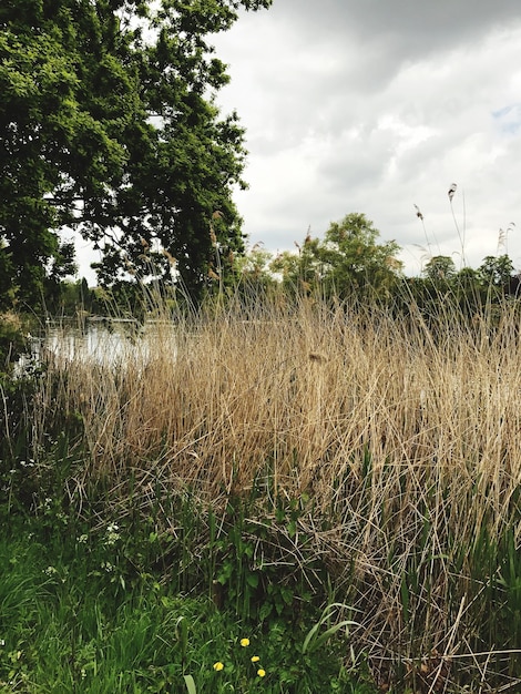 Foto schilderachtig uitzicht op het veld tegen de hemel