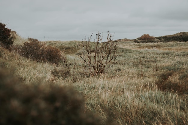 Foto schilderachtig uitzicht op het veld tegen de lucht in het nationaal park zuid-kennemerland