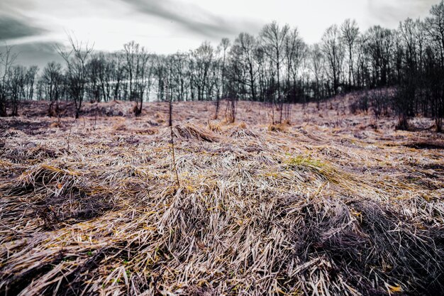 Foto schilderachtig uitzicht op het veld tegen de lucht