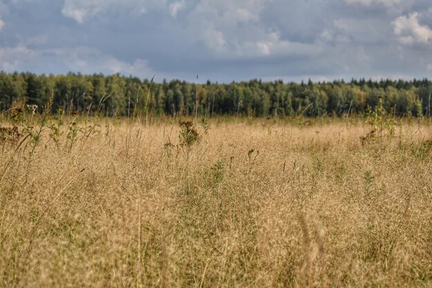 Foto schilderachtig uitzicht op het veld tegen de lucht