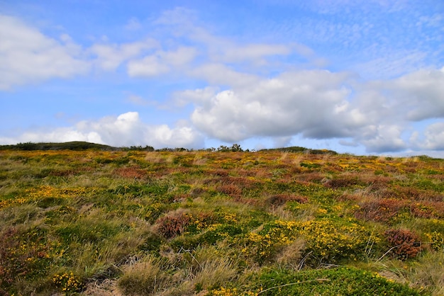 Schilderachtig uitzicht op het veld tegen de lucht