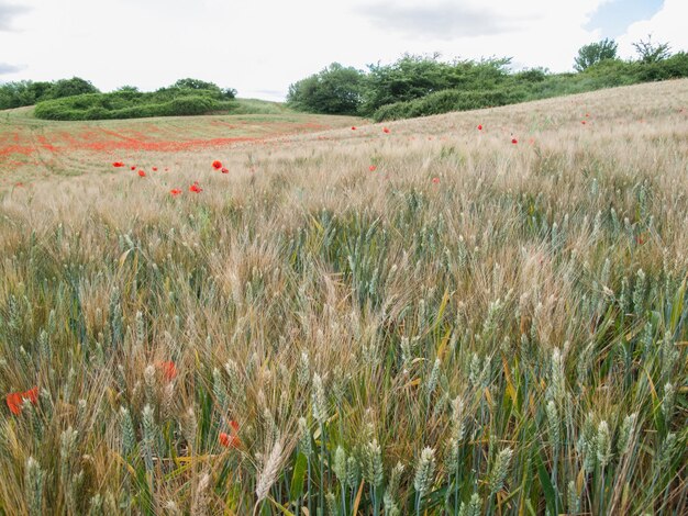 Foto schilderachtig uitzicht op het veld tegen de lucht