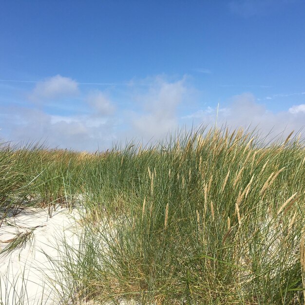 Foto schilderachtig uitzicht op het veld tegen de lucht