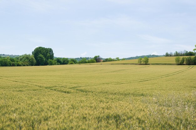 Schilderachtig uitzicht op het veld tegen de lucht