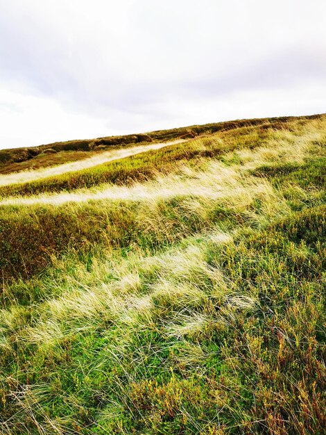 Schilderachtig uitzicht op het veld tegen de lucht