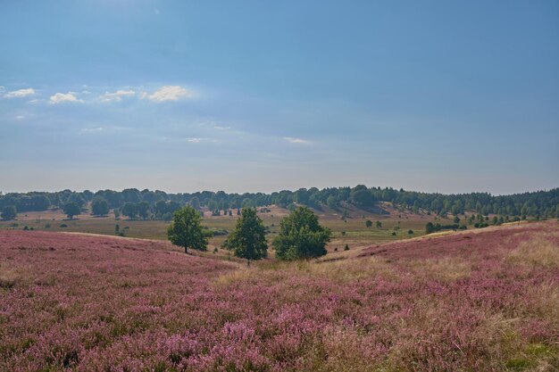 Schilderachtig uitzicht op het veld tegen de lucht