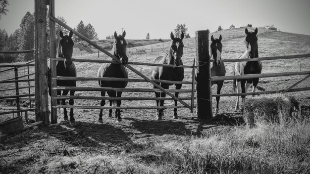 Foto schilderachtig uitzicht op het veld tegen de lucht