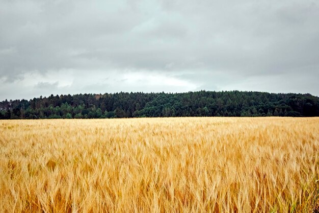 Foto schilderachtig uitzicht op het veld tegen de lucht