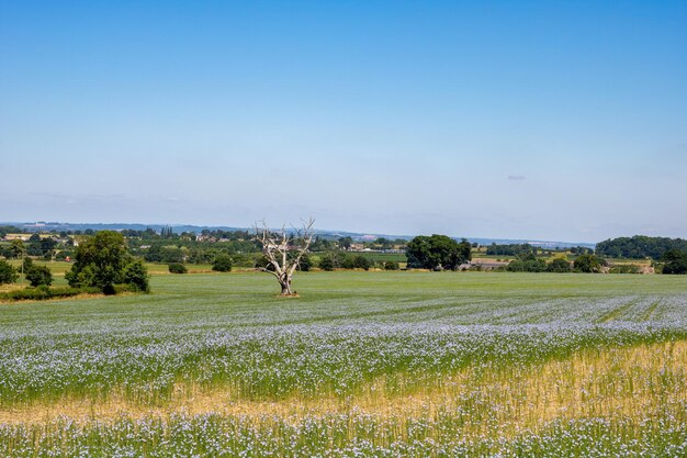 Foto schilderachtig uitzicht op het veld tegen de lucht