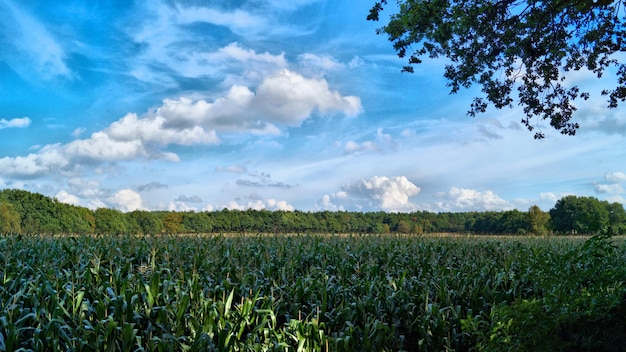 Schilderachtig uitzicht op het veld tegen een bewolkte hemel