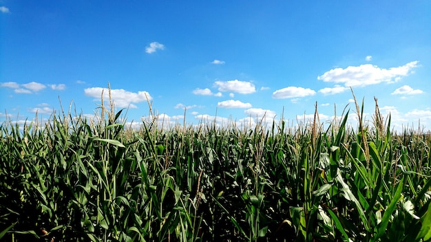 Schilderachtig uitzicht op het veld tegen een bewolkte hemel