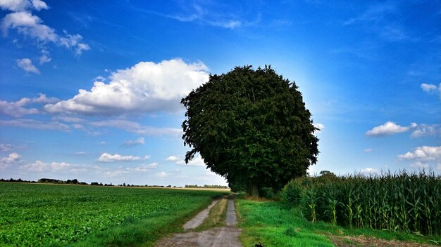 Foto schilderachtig uitzicht op het veld tegen een bewolkte hemel