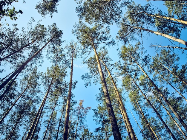 Schilderachtig uitzicht op hoge bomen in het bos.