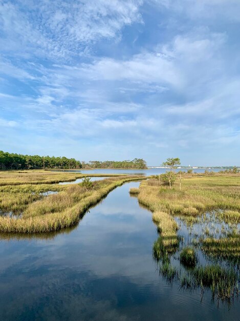 Foto schilderachtig uitzicht op moeras tegen de lucht croatan national forest outer banks north carolina