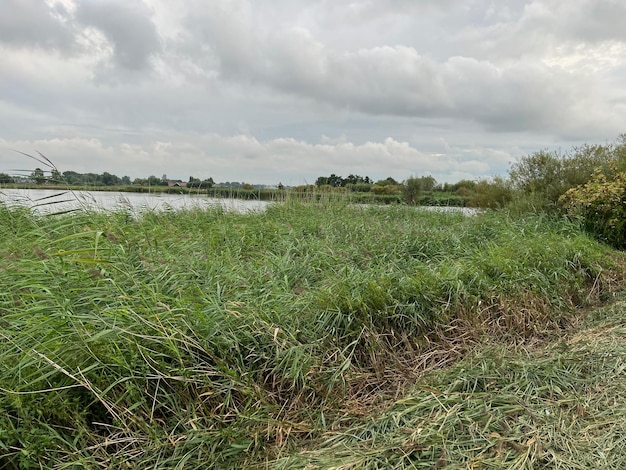 Schilderachtig uitzicht op rivierriet en bewolkte lucht