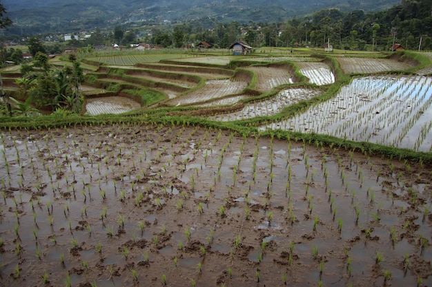 Schilderachtig uitzicht rijstveld van traditionele Javaanse tropische terrassen Cultuurkunst en natuur van Indonesië