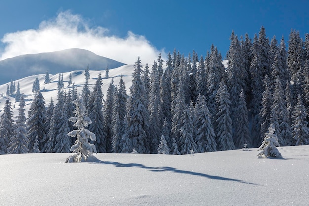 Schilderachtig winterlandschap met besneeuwde sparren