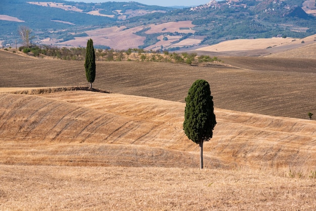 Schilderachtige gele landbouwvelden met cipressen in Toscane, Italië