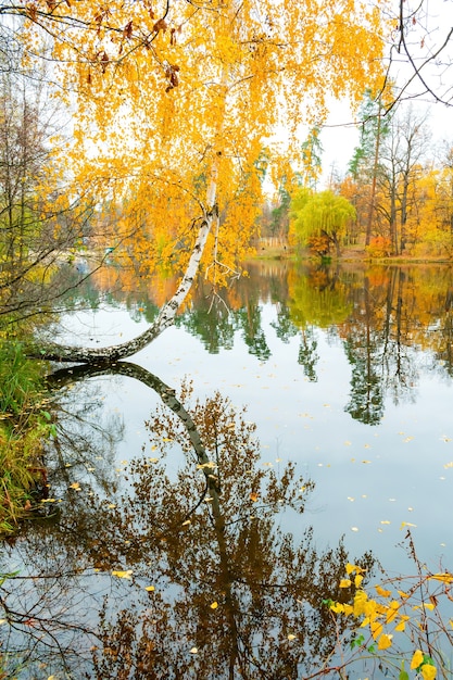 Schilderachtige heldere landschap gouden veelkleurige herfst, herfst berkenboom met gele bladeren langs de vijver. reflectie weerspiegeld in het oppervlak van het riviermeer. Mooie oktober november natuur buiten achtergrond.