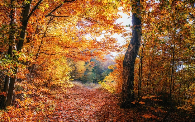 Schilderachtige herfst landschap