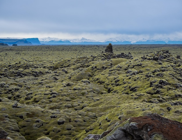 Schilderachtige herfstgroene lavavelden nabij de fjadrargljufur-kloof in ijsland groen mos op vulkanische lavastenen unieke groei van lavavelden na de uitbarsting van de laki-vulkaan