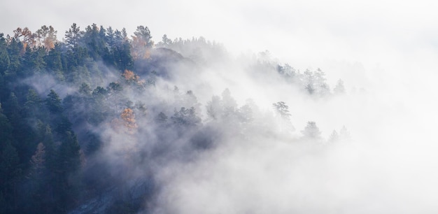 Schilderachtige herfstuitzicht mist in het bos