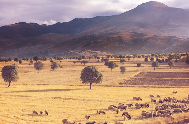 Schilderachtige landelijke landschappen in Turkije. Herfstseizoen.