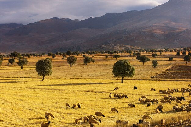 Schilderachtige landelijke landschappen in Turkije. Herfstseizoen.