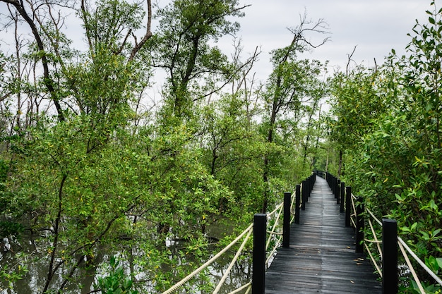 Schilderachtige loopbrugbrug Mangrove.