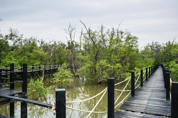 Foto schilderachtige loopbrugbrug mangrove.