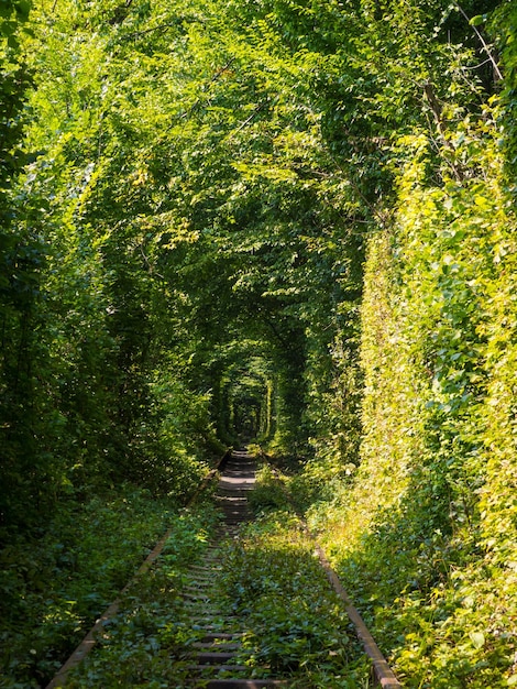 Schilderachtige spoorlijn in het zomerbos Tunnel van liefde in Klevan, Oekraïne