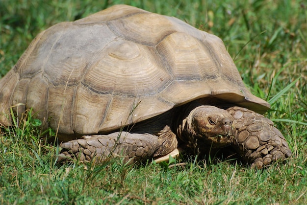 Schildpad beweegt langzaam door het gras terwijl hij snacks.