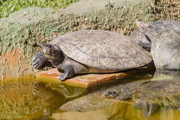 Schildpad buiten in Rio de Janeiro, Brazilië.