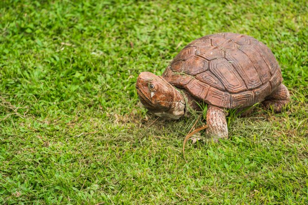 Schildpad die in tuin rust