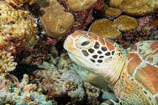 Schildpad die onder water naar je toe komt