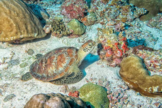 Schildpad die onder water naar je toe komt