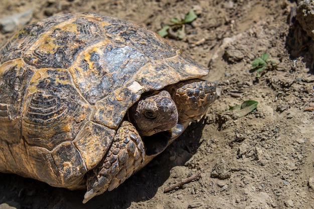 Schildpad die op de grond loopt.