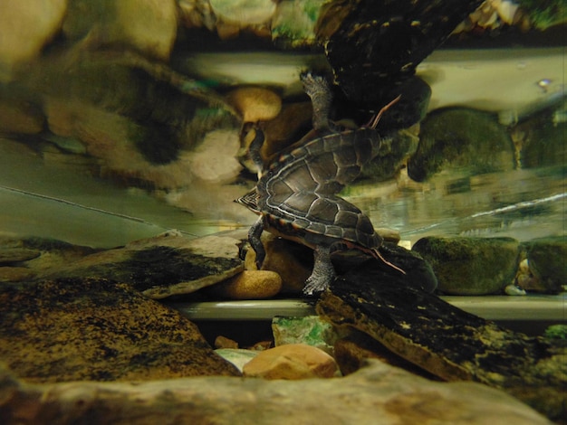 Foto schildpad in aquarium