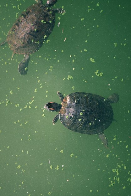 Foto schildpad in central park new york.