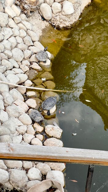 schildpad in de dierentuin bovenaanzicht