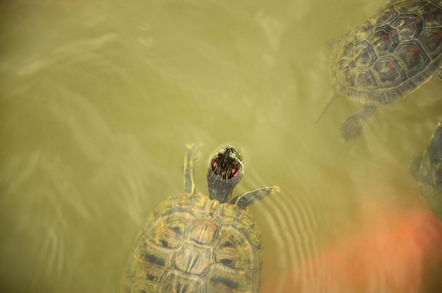 Schildpad in de vijver