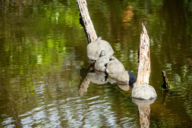 Schildpad in het Amazonegebied